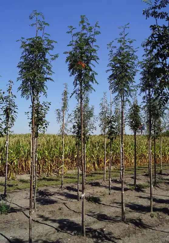 Highlight Sorbus aucuparia ‘Aspleniifolia‘ auf Stamm