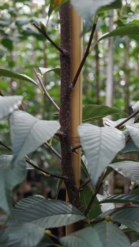Sorbus caloneura auf Stamm Markenware