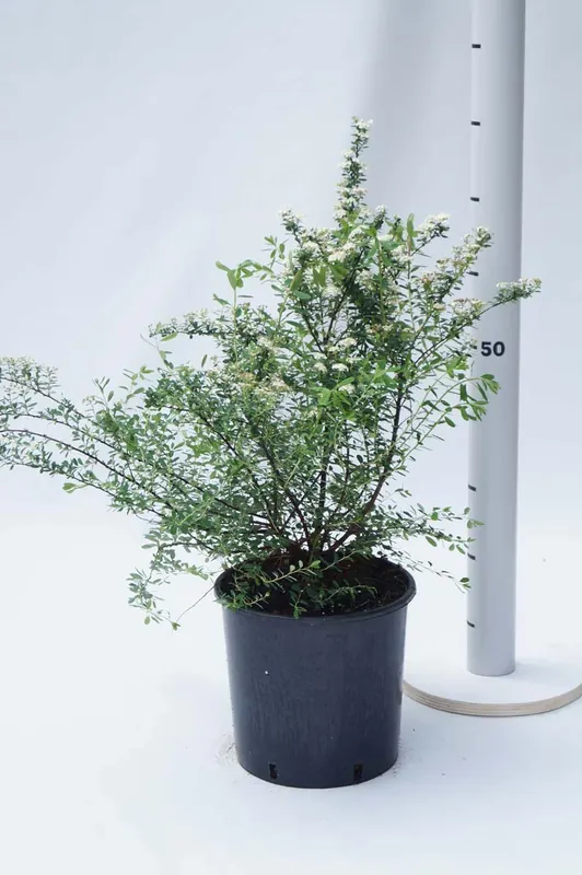 Spiraea arguta Schnäppchen