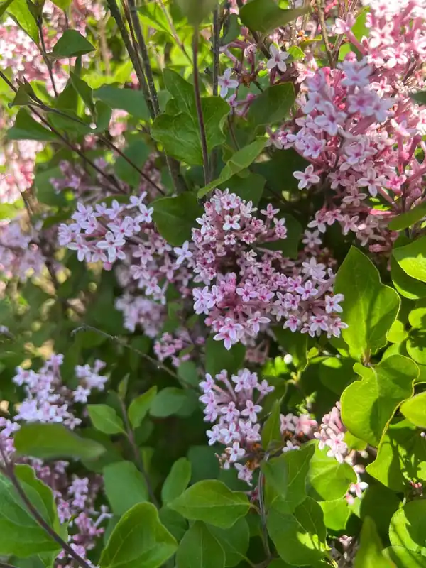 Gratis Versand Syringa ‘Pink Perfume‘