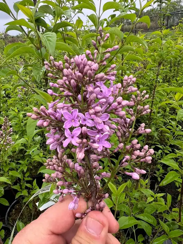 Syringa chinensis ‘Saugeana‘ Nur Heute