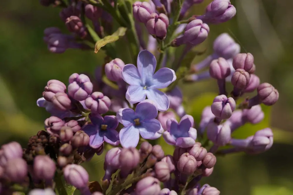 Begrenztes Angebot Syringa vulgaris ‘Dwight D. Eisenhower‘ Mehrstämmig / Strauch