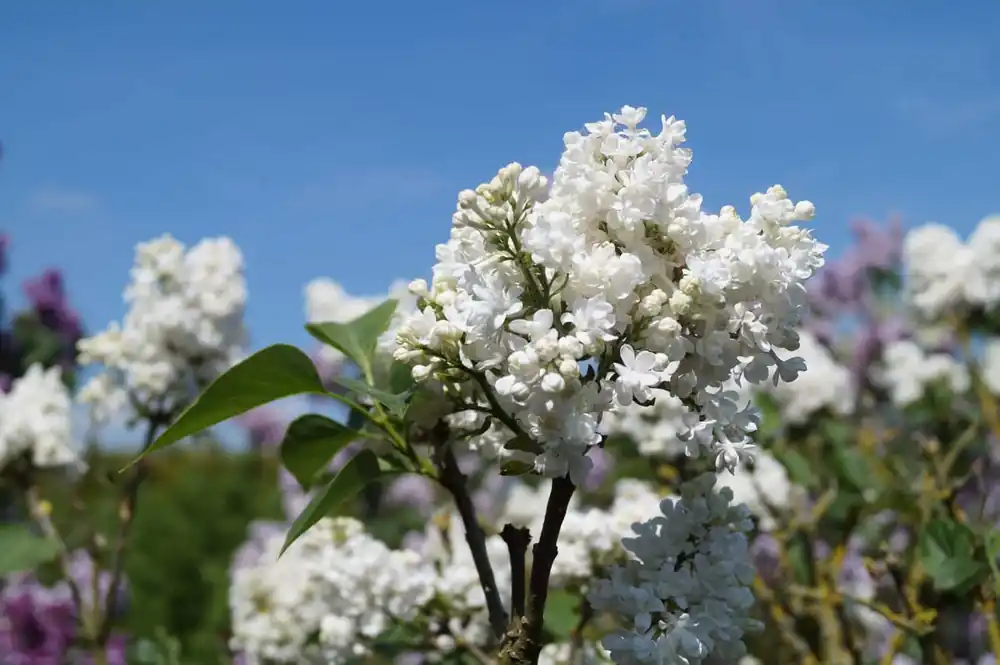 Syringa vulgaris ‘Miss Ellen Willmott‘ Rabatt