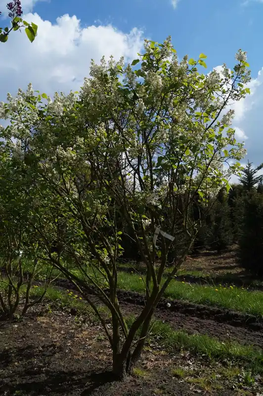Neuheit Syringa vulgaris ‘Schneekönigin‘ Mehrstämmig / Strauch
