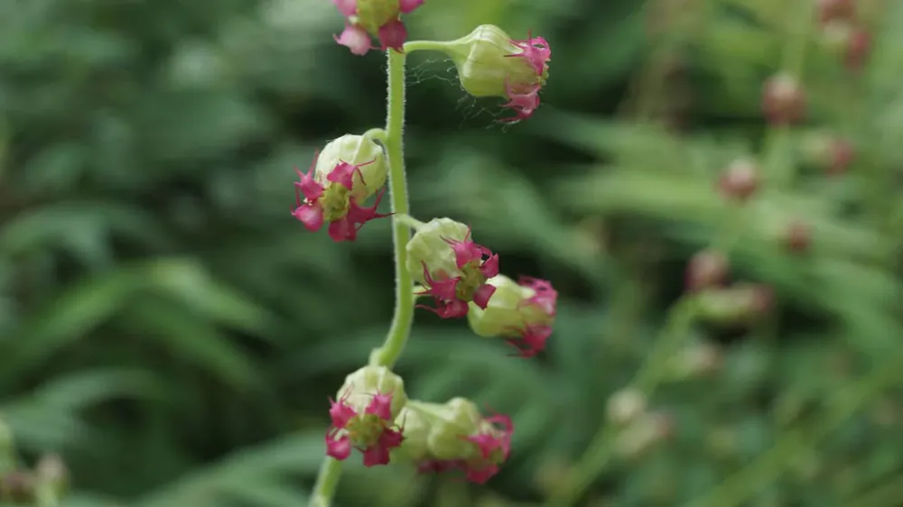 Kracherpreis Tellima grandiflora