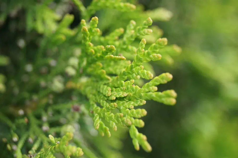 Geprüft Thuja occidentalis ‘Smaragd‘