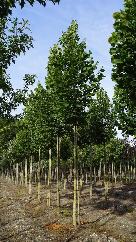 Sonderangebot Tilia platyphyllos ‘Rubra‘ auf Stamm