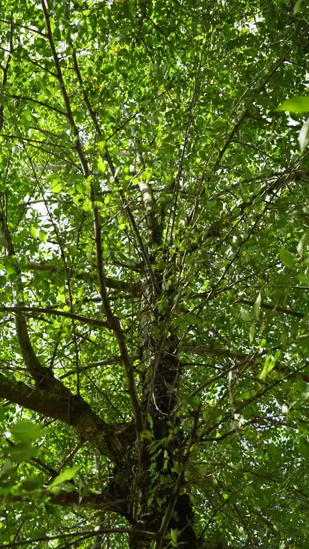 Heißes Angebot Ulmus minor Mehrstämmig / Strauch