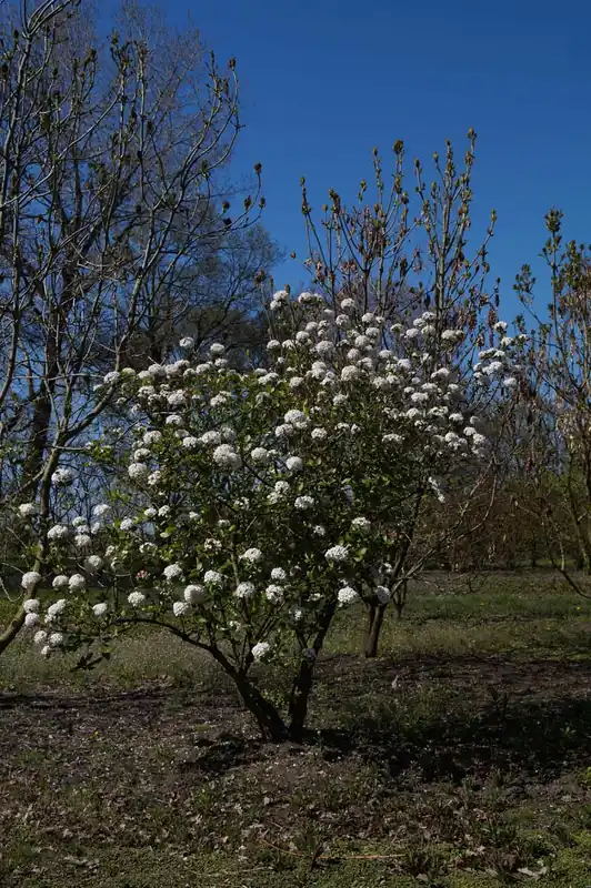 Solange Der Vorrat Reicht Viburnum burkwoodii ‘Anne Russell‘ Mehrstämmig / Strauch