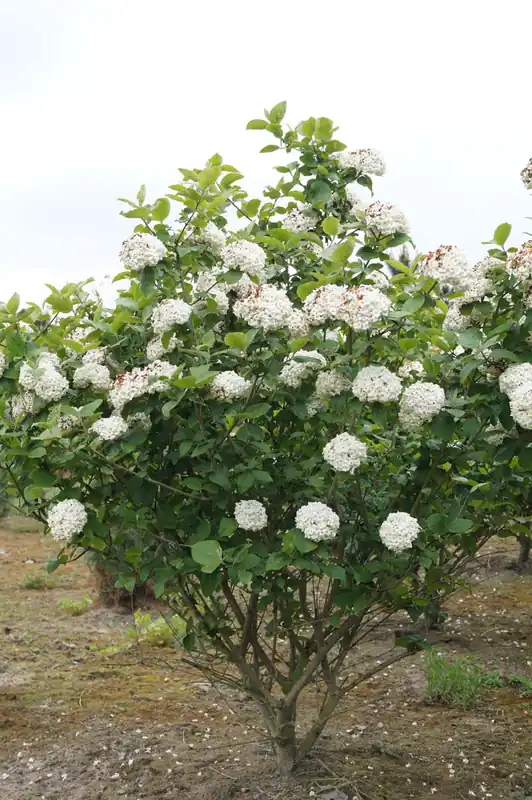 Viburnum carlcephalum Mehrstämmig / Strauch Kracherpreis