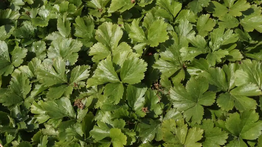 Waldsteinia ternata Preis Gesenkt