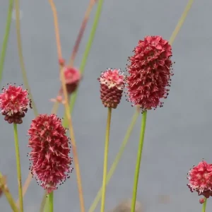 Großer Wiesenknopf ‘Crimson Queen‘ Nur Für Kurze Zeit