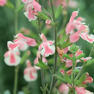 Kleinblättriger Salbei ‘Belle de Loire‘ Must-Have