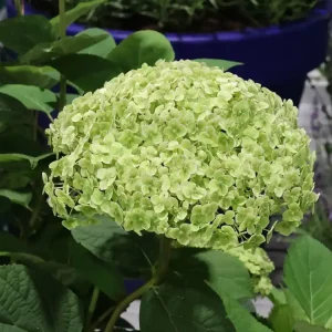 Ballhortensie PROVEN WINNERS ® ‘Sublime Annabelle‘ ® Expressversand