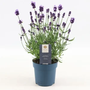 Heißes Angebot Echter Lavendel Felice (Purple)