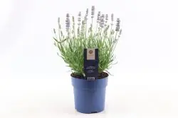 Echter Lavendel Felice (White) Gratis Versand