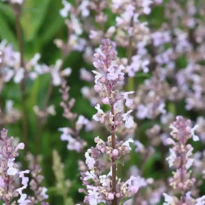 Direkt Vom Hersteller Kahle Katzenminze ‘Purple Cat‘