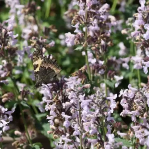 Traubige Katzenminze ‘Amelia‘ Echt