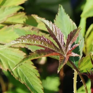 Zuckerblatt Brombeere Sugarleaf ® ‘Innocent‘ Kracherpreis