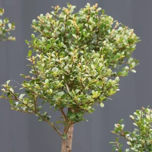 Abverkauf Berg-Ilex ‘Glorie Gem‘ (Bonsai)