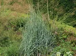 Sandbartgras JS ® ‘Yellow Konza‘ Neuheit