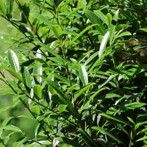 Kirschlorbeer ‘SOFIA‘ ® Schnäppchen