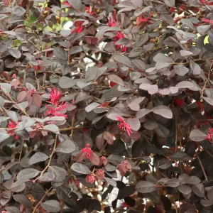 Riemenblüte ‘Black Pearl‘ ® Wochenendangebot