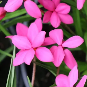 Preis Gesenkt Grasstern ‘Hebron Farm Cerise‘
