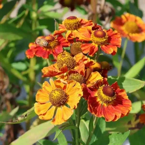 Ausverkauf Sonnenbraut ‘Monique‘