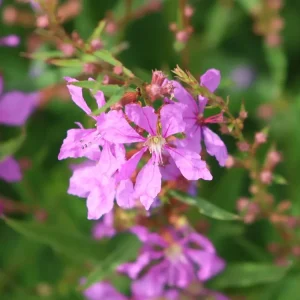 Ruten-Weiderich ‘Happiness‘ Neu