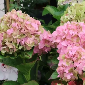 Ballhortensie REMBRANDT ® ‘Bella Pesche‘ Kostenloser Versand