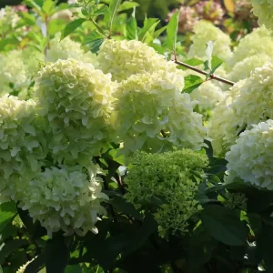 Direkt Vom Hersteller Rispenhortensie ‘Little Fresco‘