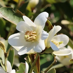 Kostenloser Versand Magnolie ‘Vanilla Pearls‘
