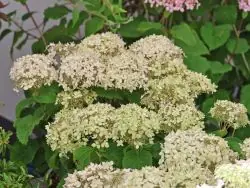 Zwerg-Ballhortensie PROVEN WINNERS ® BellaRagazza ® ‘Blanchetta‘ Preisreduziert