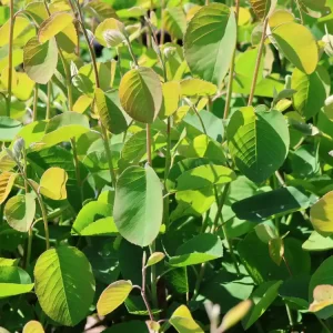 Erlenblättrige Felsenbirne ‘Honeywood‘ Online Kaufen