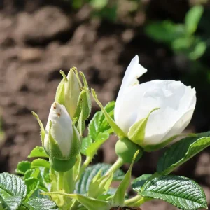 Bodendeckerrose ‘Frozen Roadrunner‘ ® Top-Seller