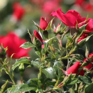 Online Kaufen Bodendeckerrose ‘Stadt Rom‘ ®
