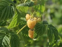 Sale Himbeere ‘Fallgold‘