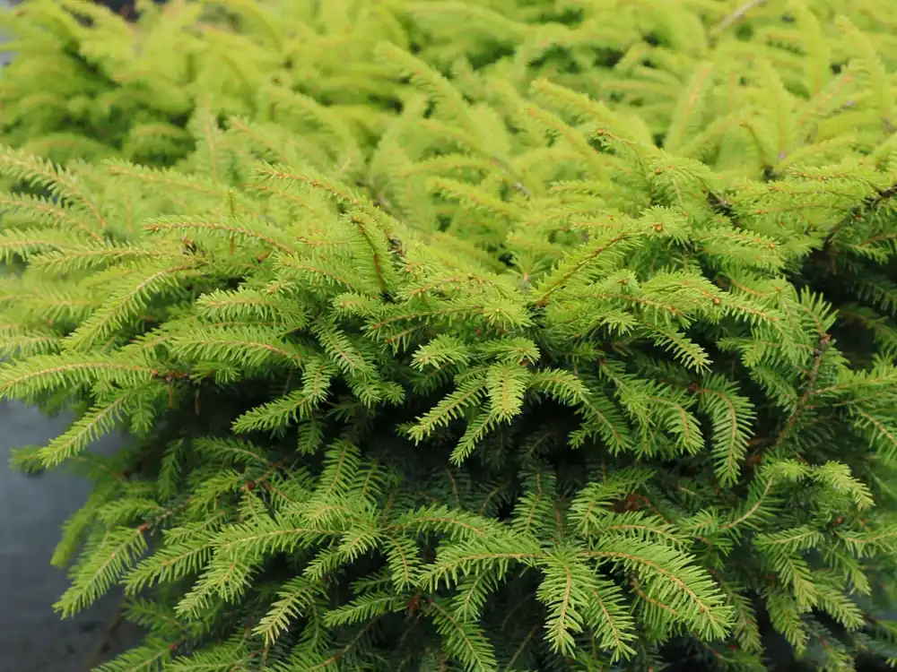 Nestfichte ‘Nidiformis‘ Sonderangebot