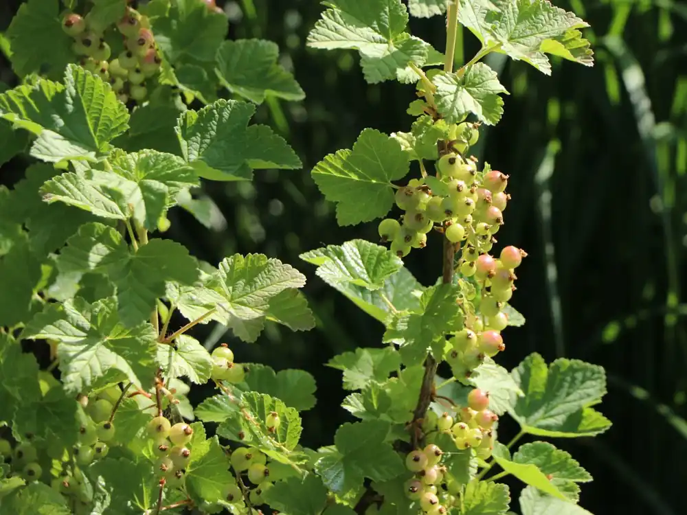 Rote Johannisbeere Online Kaufen