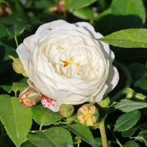 Englische Rose ‘Claire Austin‘ Top-Preis