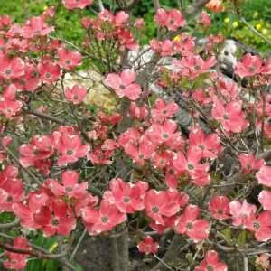 Nur Heute Amerikanischer Blumen-Hartriegel ‘Cherokee Brave‘