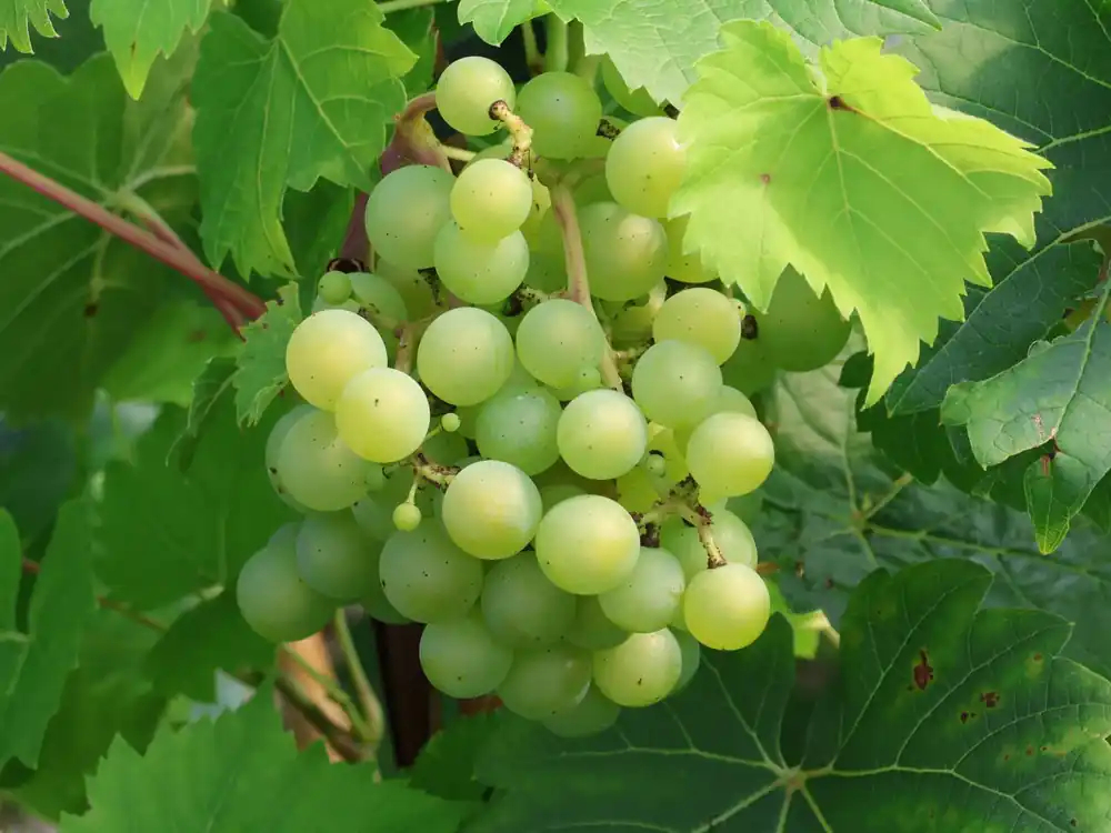 Weintraube ‘Arkadia‘ ® Angebot