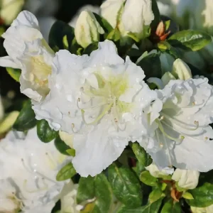 Bestpreis Japanische Azalee ‘Maischnee‘ ®