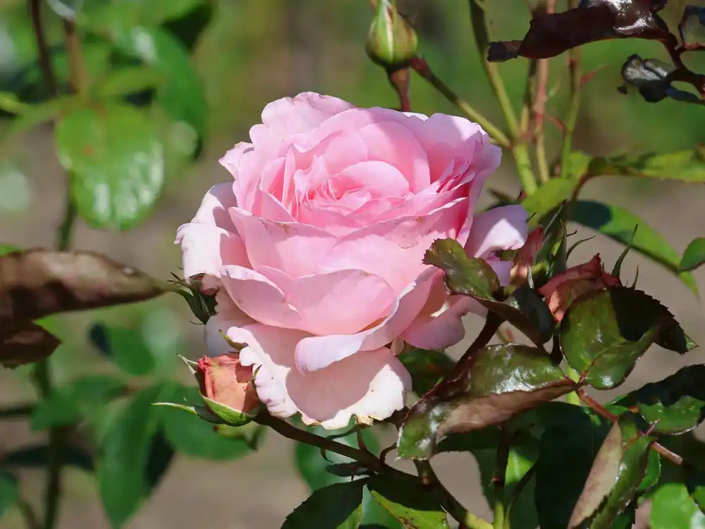 Strauchrose ‘Alexandra ® - Princesse de Luxembourg‘ Sonderangebot