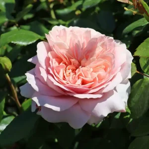 Beetrose ‘Garden of Roses‘ ® Direktkauf