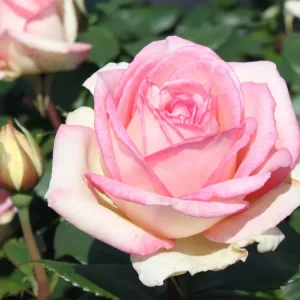Ausverkauf Edelrose ‘Souvenir de Baden-Baden‘ ®