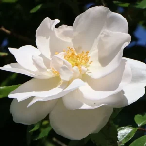 Kletterrose ‘Hella‘ Wochenendangebot