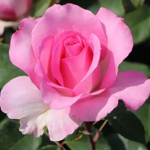 Edelrose ‘Beverly‘ ® Heißes Angebot