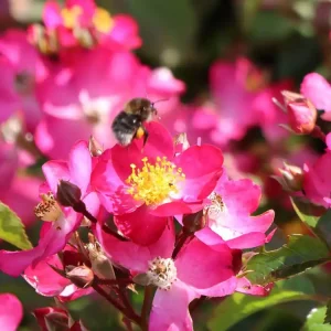 Preis Gesenkt Bodendecker-Rose ‘Juanita‘ ®
